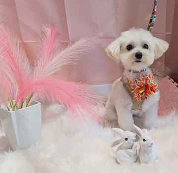 やさしいケアにこだわるトリミングサロンDOG SALON CHOCO