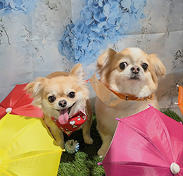 やさしいケアにこだわるトリミングサロンDOG SALON CHOCO