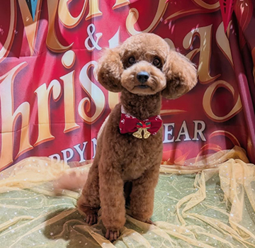 やさしいケアにこだわるトリミングサロンDOG SALON CHOCO