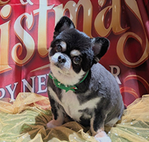 やさしいケアにこだわるトリミングサロンDOG SALON CHOCO