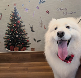 やさしいケアにこだわるトリミングサロンDOG SALON CHOCO