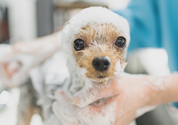 まとめてケアしたい方